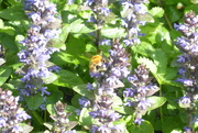 2nd May 2020 - bee busy on Bugle