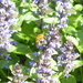 bee busy on Bugle by speedwell