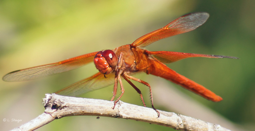 Dragon fly by larrysphotos