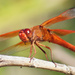 Dragon fly by larrysphotos