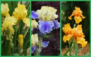 17th May 2020 - My iris hunt is going well