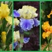 My iris hunt is going well by tunia