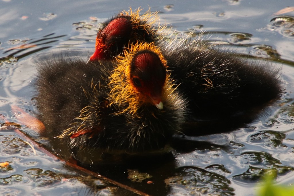 Baby coots by 365jgh