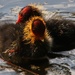 Baby coots by 365jgh