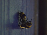 14th May 2020 - Bee Porn