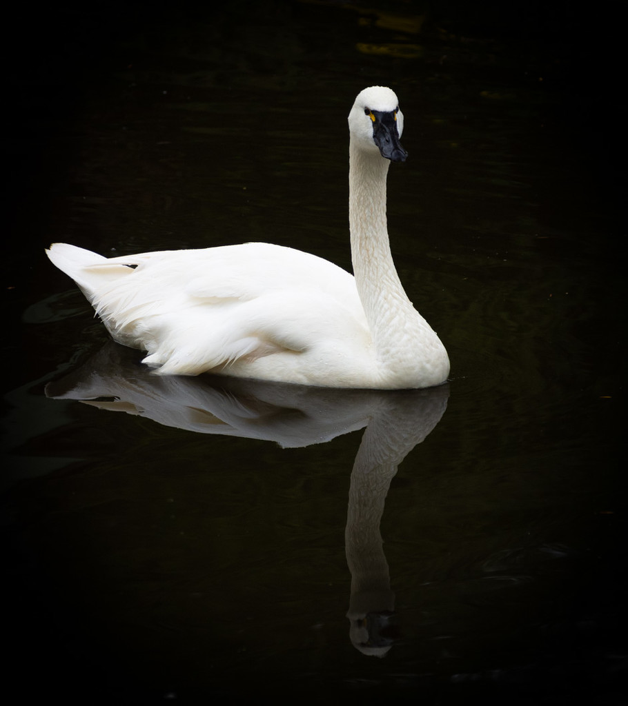 Reflected Swan by 365karly1