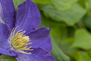 15th May 2020 - Clematis