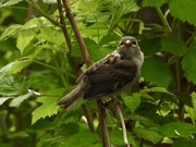 17th May 2020 - Young house sparrow 
