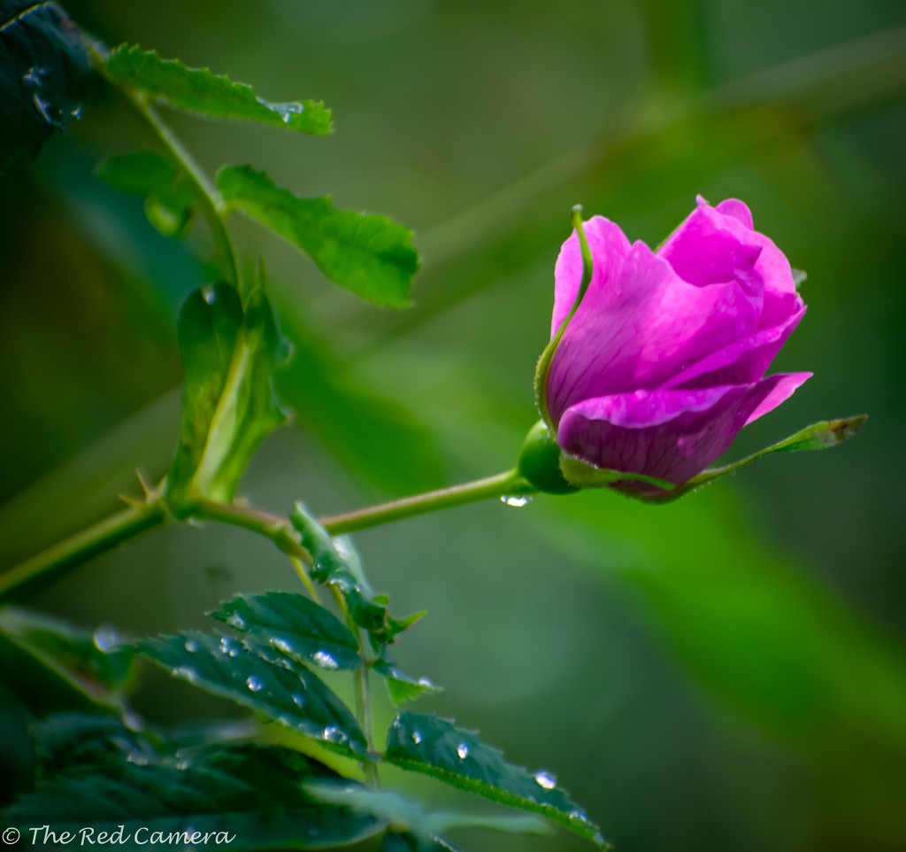Wild rose bud by theredcamera