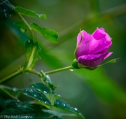 17th May 2020 - Wild rose bud
