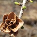 Evergreen Roses by waltzingmarie