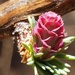 Pretty Pink Rose by waltzingmarie