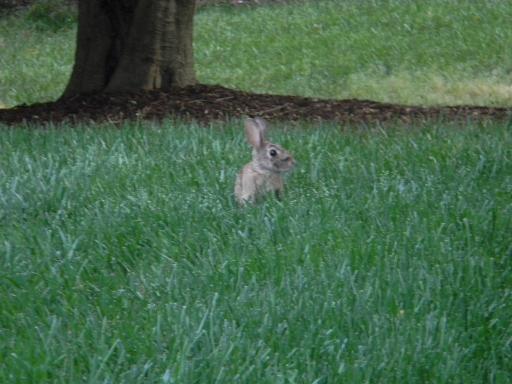Rabbit in Grass  by sfeldphotos