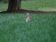 17th May 2020 - Rabbit in Grass 