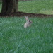 Rabbit in Grass  by sfeldphotos