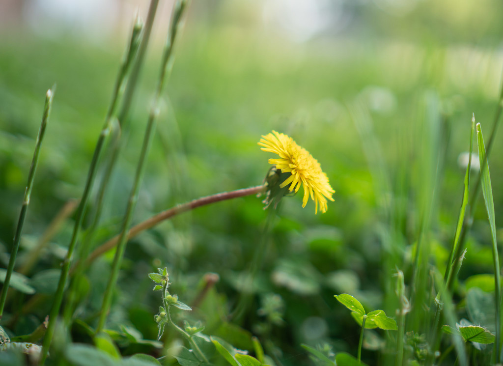 Yellow flower in the green by randystreat