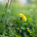 Yellow flower in the green by randystreat