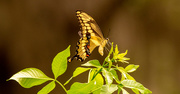 17th May 2020 - Eastern Tiger Swallowtail Butterfly!