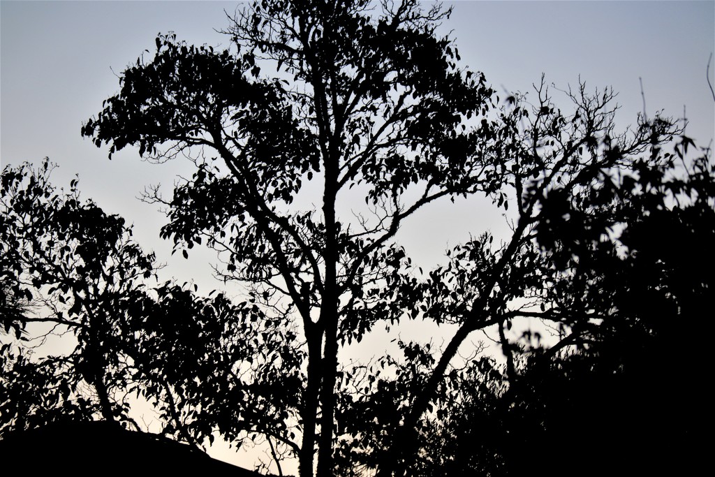 Tree Silhouette by sandradavies