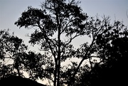 15th May 2020 - Tree Silhouette