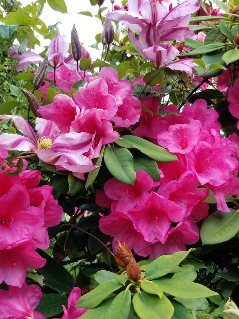 Clematis and Rhodo by kimmer50