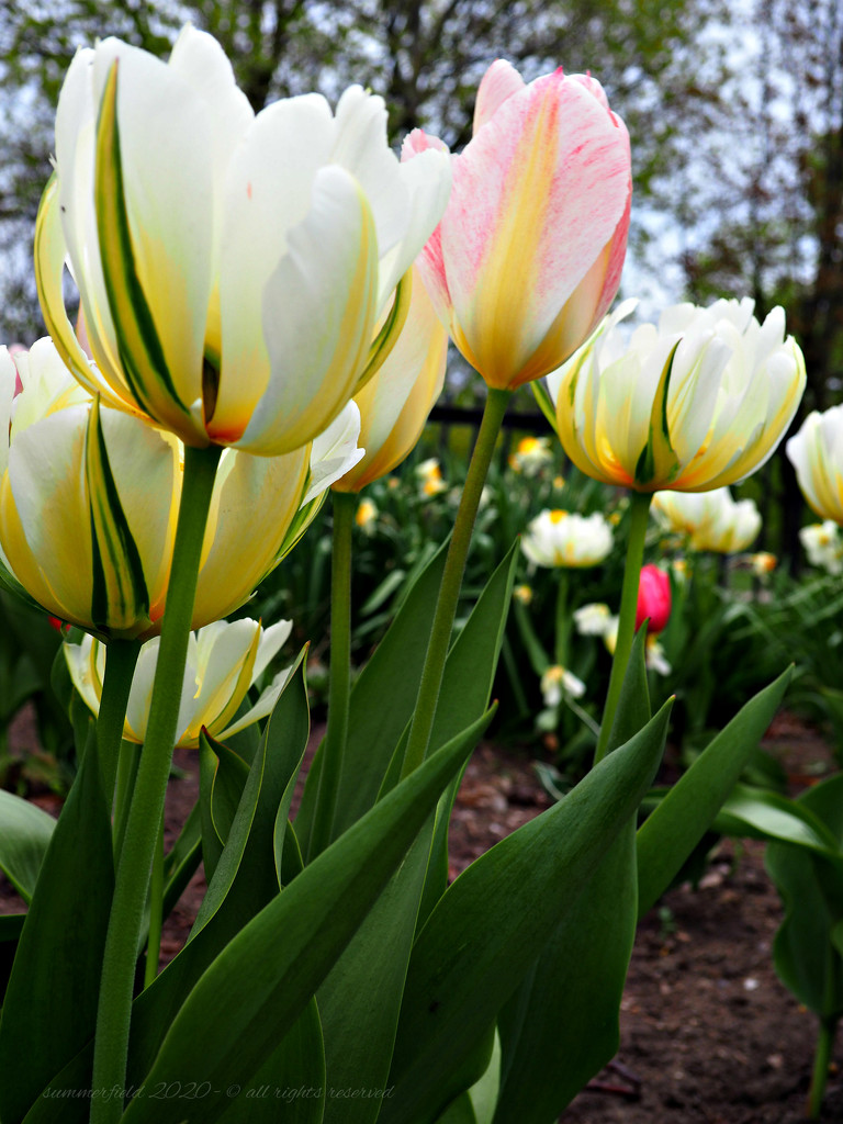 tags:  tulips and bokeh by summerfield