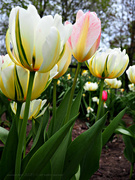 17th May 2020 - tags:  tulips and bokeh