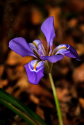 18th May 2020 - Purple iris