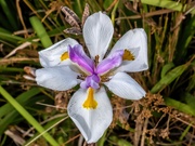 18th May 2020 - Dietes  or Indigenous Iris