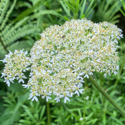 18th May 2020 - Queen Ann's Lace