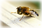 18th May 2020 - Masonry Bee