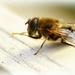 Masonry Bee by bybri