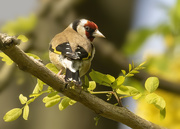 18th May 2020 - Goldfinch in my garden