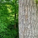Half forest / half trunk.  by cocobella