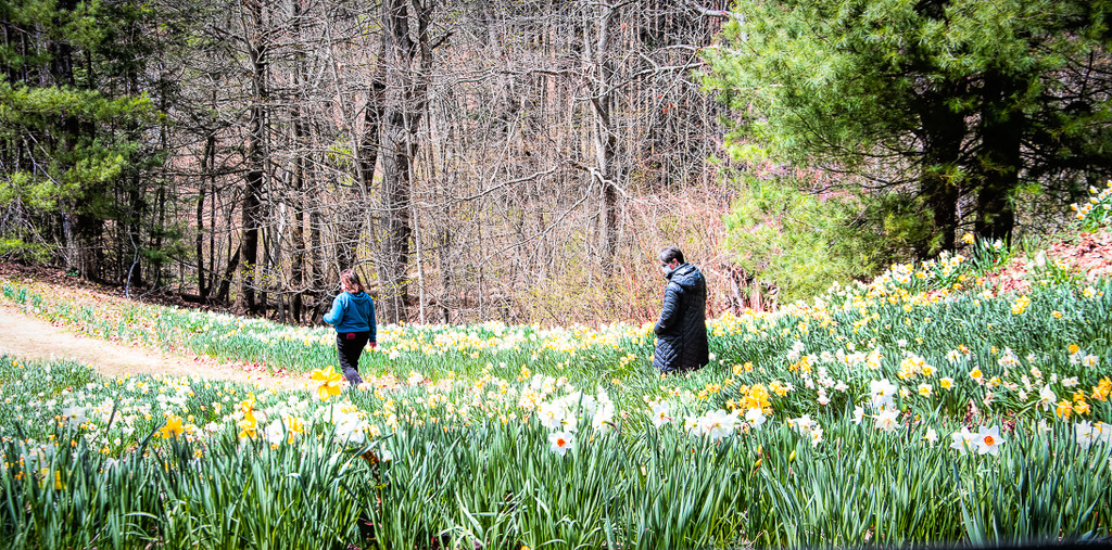 A Path through the daffodils by joansmor