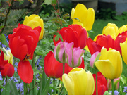 18th May 2020 - Tulip Party