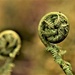 fern by christophercox