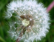 18th May 2020 - Windswept Dandelion Seed Head