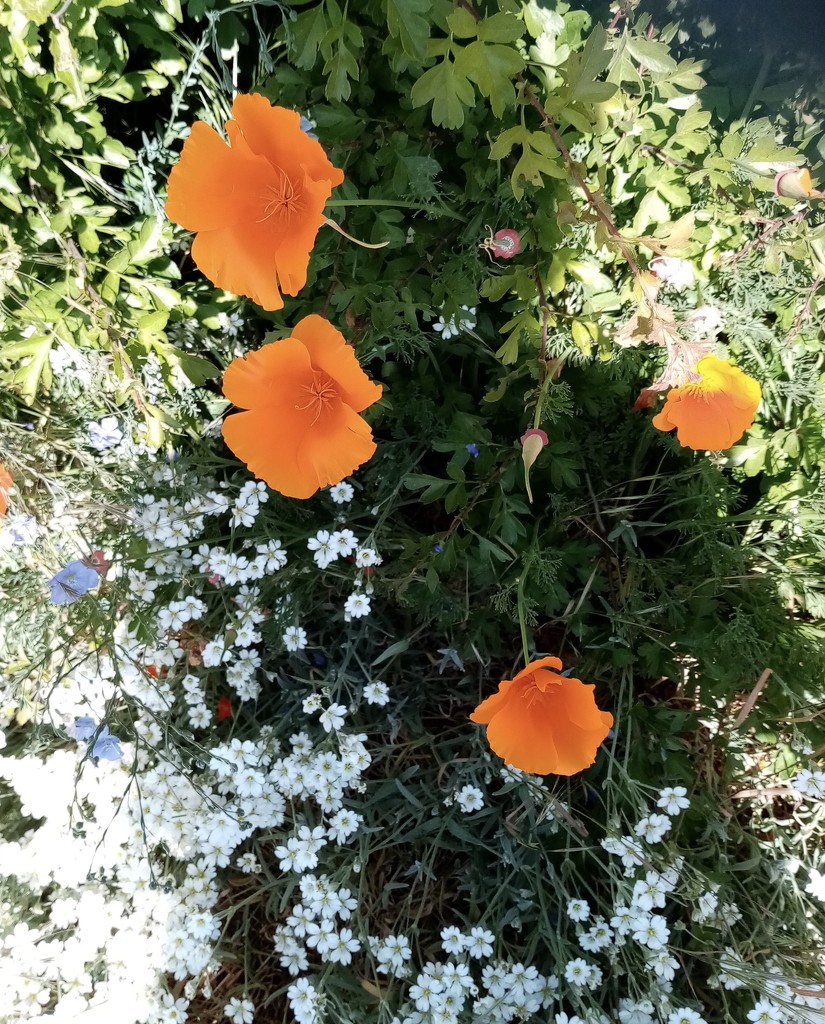 Californian Poppies  by foxes37