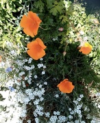 18th May 2020 - Californian Poppies 