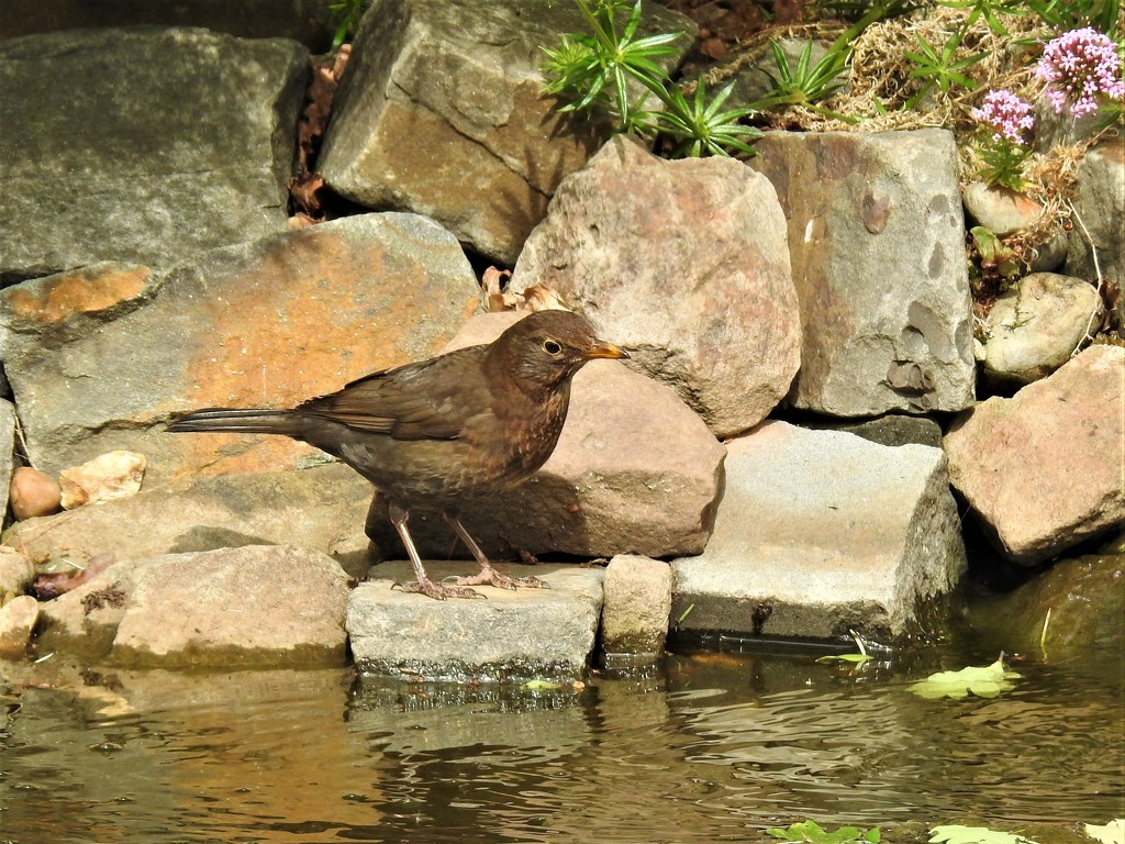  Young Blackbird by susiemc