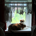 Monday Morning Kitty TV by yogiw