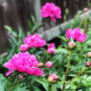 17th May 2020 - The Peonies Are Blooming