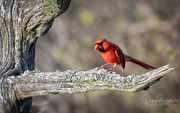 18th May 2020 - Male Cardinal (aka Angry Bird)