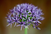 18th May 2020 - A Different Allium 