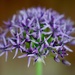 A Different Allium  by carole_sandford
