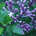 Lilac by jb030958