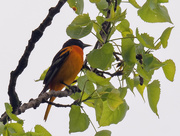 18th May 2020 - Baltimore oriole