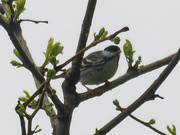 18th May 2020 - Blackpoll warbler