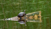 18th May 2020 - painted turtle on a log